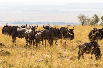 Naklejka na ściany i meble A herd of wild antelopes in the savannah. Masai Mara, Kenya