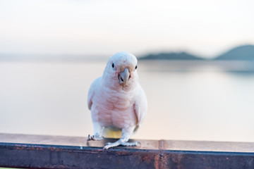 goffin's cockatoo Bird standing on the Ram stairs