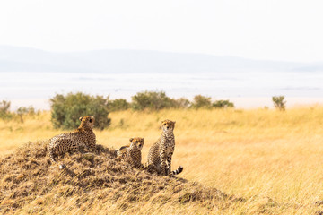 A family of cheetahs from Masai Mara on a hill. Kenya, Africa