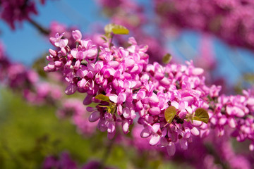 Spring flowers, Cercis siliquastrum against blue sky.