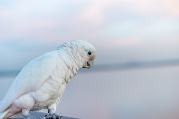 goffin's cockatoo Bird standing on the Ram stairs © sunyawitphoto