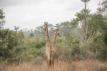 Safari theme, African Giraffe in natural habitat, Angola