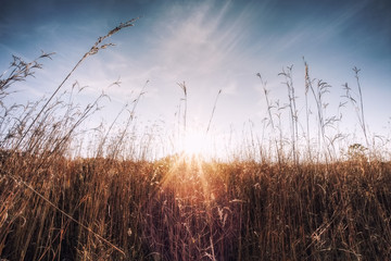 Peaceful sunset in the country