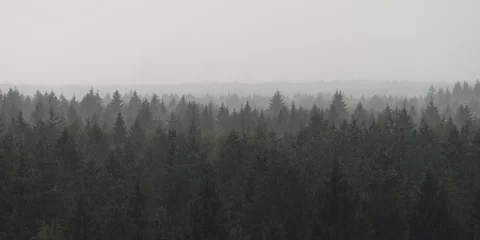 Fototapete Grau Panoramablick auf die Landschaft des Fichtenwaldes im Nebel bei Regenwetter
