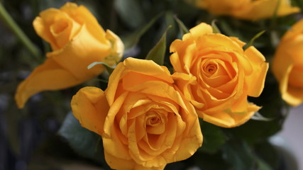 Yellow Roses