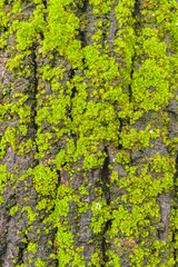 Moss Trees Closeup