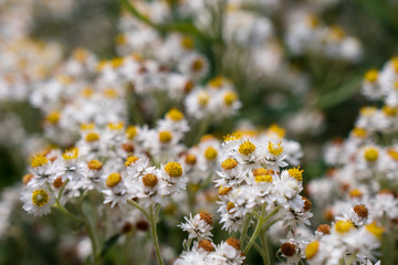 Closeup of small white flowers growing in the mountains of California
