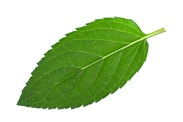 Fototapeta premium Mint herb leaf on white
