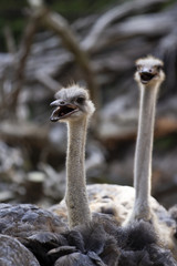 An Ostrich with an Open Beak