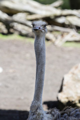 Portrait of an Ostrich