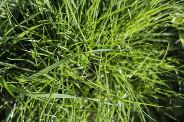 Fototapeta na wymiar Green grass from above, botany pattern
