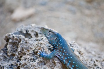 Male kododo blauw