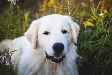 Close-up Portrait of gorgeous maremma sheepdog. Big white fluffy dog lying in the field in autumn