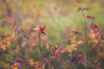 Close-up of dog-rose berries in fall. Dog rose fruits or Rosa canina. Wild rosehips in nature background at sunset