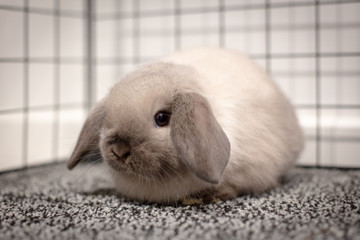 Mini Lop Rabbit