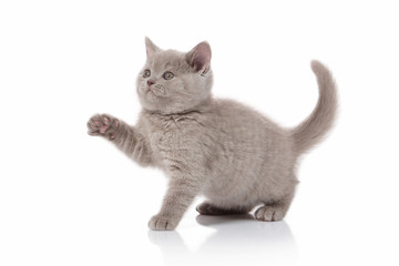 Cat. Small british kitten on white background