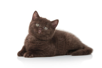 Cat. Small british kitten on white background