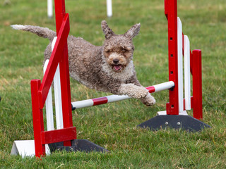 Agility show held at the Usk Show Ground on 21st and 22nd July 2018. Saturday competition held in...