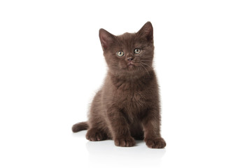 Cat. Small british kitten on white background