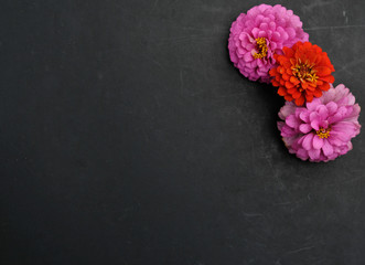 Fototapeta premium Pink and orange Zinnia flower heads on chalkboard black background with room for graphic text or copy.