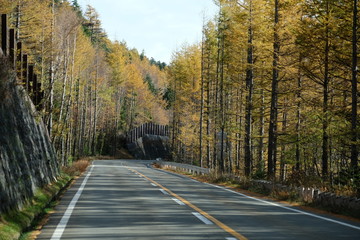 Pine and Sky During the trip to Mount Fuji.