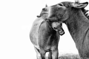 Two Mini Donkeys Laughing And