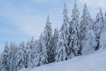Snow-covered firs in the woods in winter