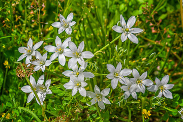 Small white wild flowers on green background on a spring morning.