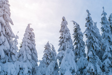 Snow-covered firs in the woods in winter