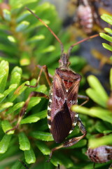 forest bug or red-legged shieldbug (Pentatoma rufipes)
