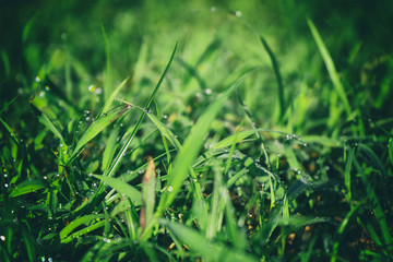 Grass green with dew and black frame