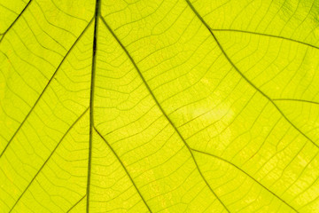 Fototapeta na wymiar Leaf green of fibers for the background