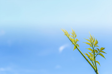 Tree small on top and blue sky background