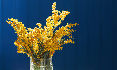 Acacia dealbata, silver wattle or mimosa in glass vase close-up, against the blue background. Spring yellow mimosa flowers. Flower spring background, 8 March, Easter. Sun rays, backlight
