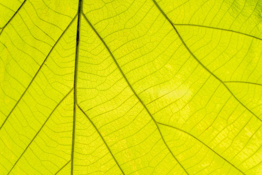 Leaf green of fibers for the background © CHOKCHAI