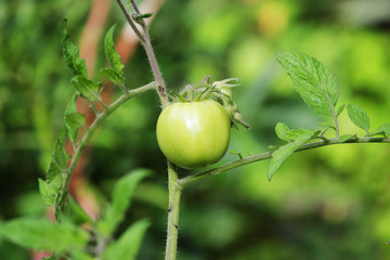 Fototapeta premium Agriculture concept. Green tomato grows in a garden outdoor