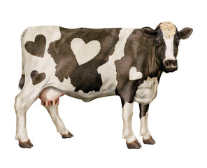  vache laitière, coeur, mamelle, bétail, noir et blanc