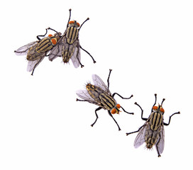 flies isolated on white background