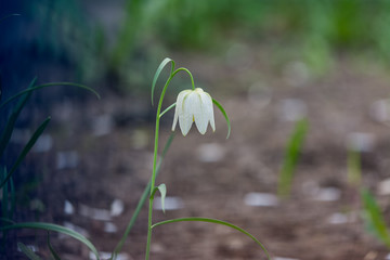 Lonely flower