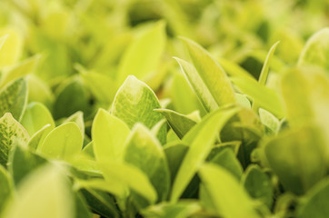 Leaves green, light yellow with patterned background blur.
