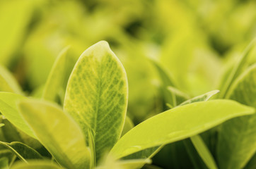 Leaves green, light yellow with patterned background blur.
