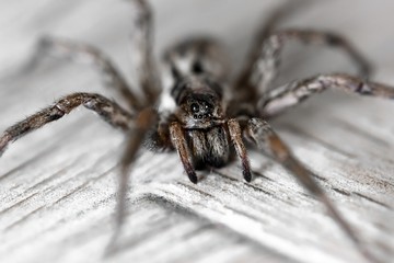 One spider close-up