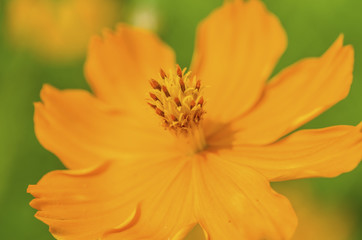 Yellow flowers with blurred background