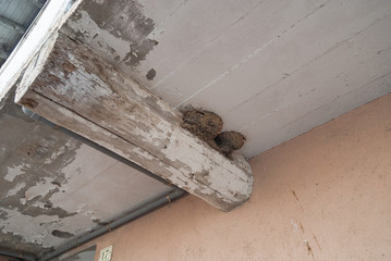 Nidos de golondrina en una casa de Laz. Ourense, Galicia. Espa&ntilde;a.