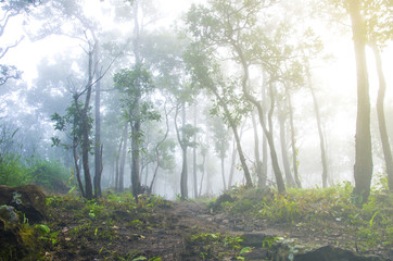 Obraz premium Morning light in the forest.