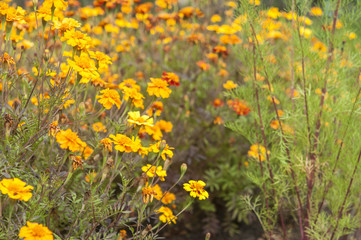 Colorful flowers in garden