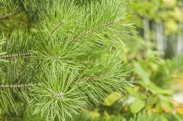 close up of an ever green branch