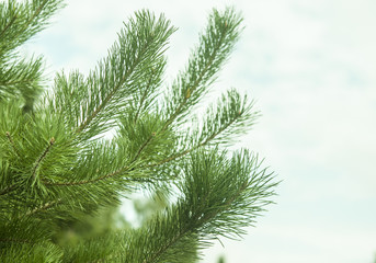 close up of an ever green branch