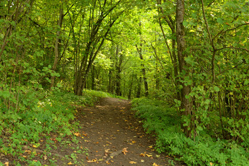 Fototapeta na wymiar Road in deciduous forest at summer.