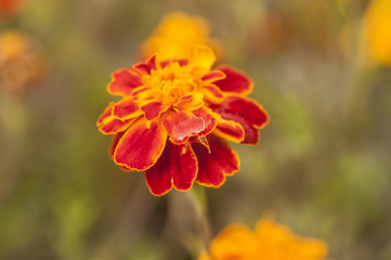 Colorful flowers in garden